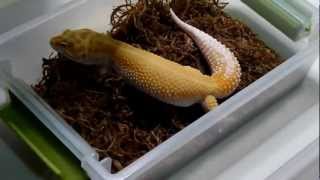 Embergeckocom 2013 Breeding Program Update Episode 5 Raptors and AptorsMTS [upl. by Oisinoid]