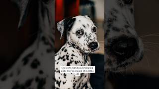 Dalmatians are born without Spots 🐶doglover dalmatian petlover animalfacts dogs dogmom pets [upl. by Hiroshi]