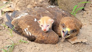 Falcon Adopted Baby Cats after they lost their mother Just unbelieveble [upl. by Yruj405]