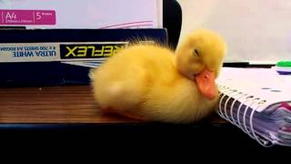 Baby Duck Cant Stay Awake [upl. by Wattenberg663]