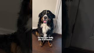 My Bernese Mountain Dog Is Reunited With His Golden Retriever Best Friend After 5 Months Apart🥹 [upl. by Yltneb]