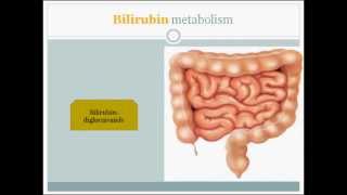 Jaundice made easy to understand HD [upl. by Albemarle]