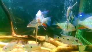 Acarichthys heckelii Threadfin Acara Acanthicus Adonis [upl. by Reseda]