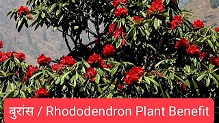 Buraans Rhododendron Flower Plant Benefits [upl. by Brodeur]