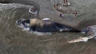 Blue Whale Carcass Washes Ashore In Marin County [upl. by Atikahs]