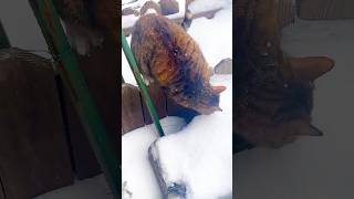 Cat playing in snow curious Cat Explores a Snowy Wonderland❄️ [upl. by Faletti]