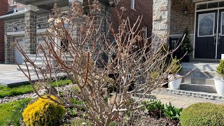 Spring Gardening Pruning Hydrangeas  Late April 2024 [upl. by Angelico]