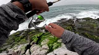 Shimano Stradic FL  Jig sabiki setup  Yellow tip Trevally [upl. by Teirrah]