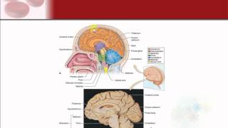 Chapter 9  The Nervous System [upl. by Sedaiuqlem]