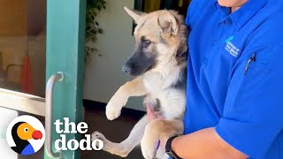 Terrified Puppy Completely Transforms When She Meets Another Dog  The Dodo [upl. by Gilliam]