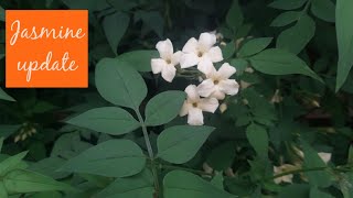 One year Later Jasmine Officinale Clotted Cream 💛 Update  Perennials [upl. by Girand]