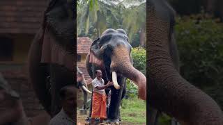 Mangod Pooram Cherpulassery Pattambi Palakkad Kerala India pooram elephant fireworks aana [upl. by Cornwell]