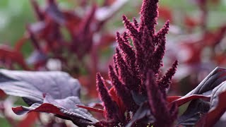 GrowALong Amaranthus [upl. by Ail]