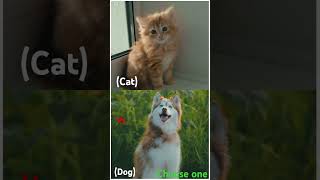 Cat or dog which is u r fav animal choose one  💓 minions funny viralshorts [upl. by Inttirb]