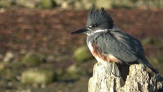 Belted Kingfisher at Roberts Creek 102224 [upl. by Anidem]