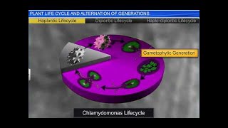 CBSE Class 11 Biology  Plant Life cycles and Alternation of Generation  By Shiksha House [upl. by Hgielyk]