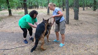 Puppies coming soon Spectacular German Shepherds Alfons and Elsa Odessa Ukraine [upl. by Jenks]