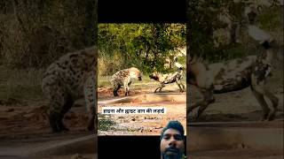 Africa Wild Dogs vs Hyena किसकी जीत होगी By Wild Battles [upl. by Cissy]