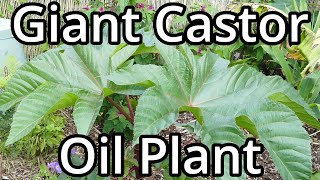 Growing Giant Castor Oil Plants From Seed [upl. by Baudelaire]