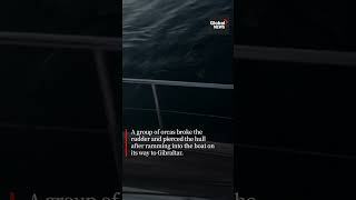 Killer whales wreck boat in attack off Spains coast [upl. by Buxton]