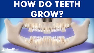 INCREDIBLE Tooth eruption process  How do teeth grow © [upl. by Batsheva]