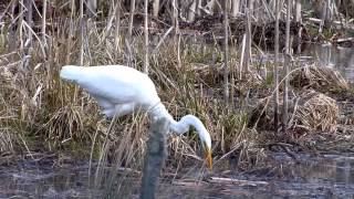 Grande aigrette [upl. by Enirehtacyram884]