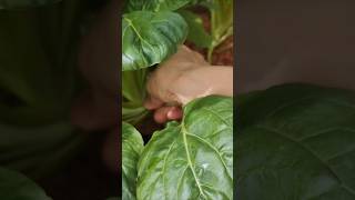 Picking Tatsoi veggie from my tiny garden gardening dailyvlog [upl. by Candace]