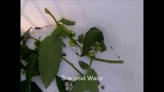 Wasp Larvae Hatching from Tomato Horn Worms [upl. by Enywad106]