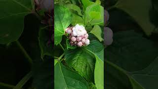 SendumalliMysore malli clerodendrum phillipinum whiteflowers fragrantflowers flowercluster [upl. by Naasah]