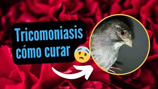 Cómo curar tricomoniasis en canarios y aves en general 🐦 [upl. by Standish]