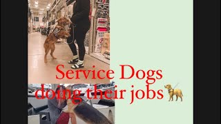 Service Dogs Doing Their Jobs [upl. by Otreblon]