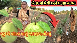 આજે ખેતર માં ધાણા અને મેથી વાવી  aaje khetar ma dhana ane methi vavi farmervlog gujarativideo [upl. by Kimberly402]