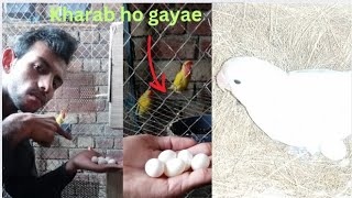 Love birds k eggs sarae kharab ho gae Mini Farm 682petsvlog [upl. by Drannel]