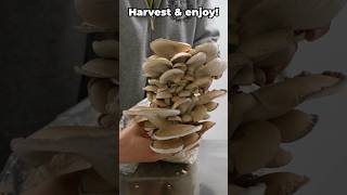 How to Grow Oyster Mushrooms 🍄 mushroomgrowing mushroomfarming mushroom [upl. by Fee]