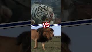 Tiger vs Lion  Who wins [upl. by Hgielyk443]