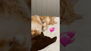 My cats having couvade syndrome 😄 exhausted sympathy cats cat cute furbabies cuddle love [upl. by Labotsirc]