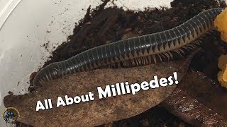 All about MILLIPEDES 🐛 [upl. by Adamina47]