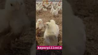 Fungal Disease  Brooding pneumonia  Aspergillosis  Disease Diagnosis chicken poultry [upl. by Airamasor41]