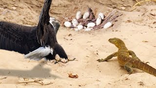 Eagle vs Monitor Lizard  Amazing mother eagle protect her eggs from monitor lizard hunting [upl. by Chadburn]