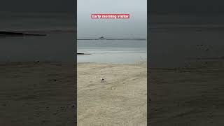 EARLY MORNING VISITOR SA DOLOMITE SAND MANILA BAY [upl. by Almira]