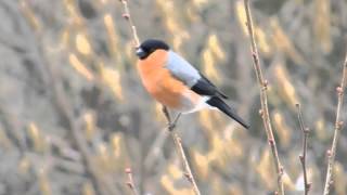 der Ruf des Gimpel  Dompfaff Bullfinch Vogelstimmen Gesang [upl. by Arayc]