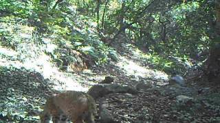 Bobcat hairball [upl. by Harshman]