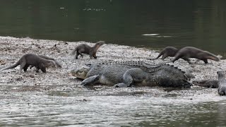 Otters Chew Crocodiles Tail Right Down [upl. by Eilloh]