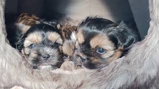 Shorkie Puppies Available Teacup Yorkie X Shih Tzu [upl. by Ollopa348]