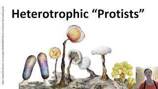 Heterotrophic quotProtistsquot 1a Oomycota [upl. by Noyes584]