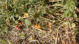 Cherry Tomato  Himachal Pradesh India [upl. by Jovita]