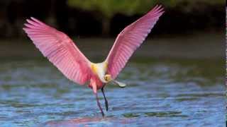 Wildlife Photography Workshop  Wildlife Photography Tour  Spoonbills amp Shorebirds in Florida [upl. by Etienne]