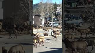 Herd of about 200 elk stroll past hospital in Estes Park CO shorts [upl. by Cherian14]