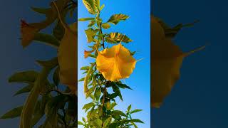 Brugmansia arborea plants nature youtubeshorts [upl. by Erdne]