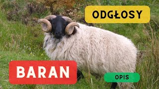 Beczenie barana i opis 🐑 Odgłosy barana jak robi baran Jak wygląda baran [upl. by Yuille]